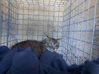 CAMPER -  Domestic Short Hair Cat for Adoption in Fort Lauderdale, Florida - CAMPER | PetCurious