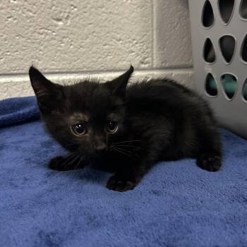 Watzit -  Domestic Short Hair Cat for Adoption in New York, New York - Watzit | PetCurious