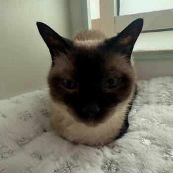 Pubb -  Siamese Cat for Adoption in Branford, Connecticut - Pubb | PetCurious