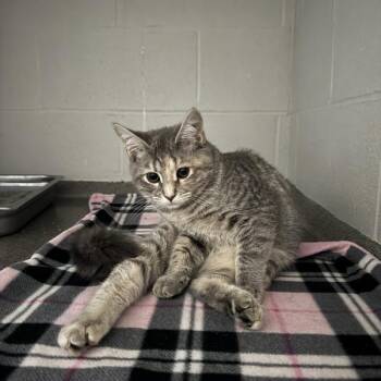 Wiggles -  Domestic Short Hair Cat for Adoption in Des Moines, Iowa - Wiggles | PetCurious