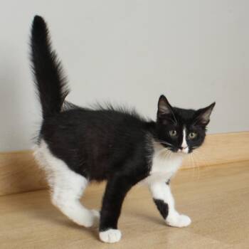 Ellie C69730 -  Domestic Short Hair Cat for Adoption in Minnetonka, Minnesota - Ellie C69730 | PetCurious