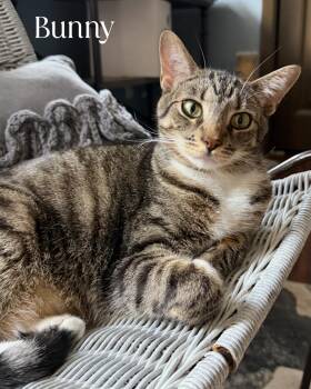 Rescue Domestic Short Hair Cats for Adoption in Fort Worth, Texas - Bunny | PetCurious