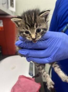 Simba -  Domestic Short Hair Cat for Adoption in Gainesville, Florida - Simba | PetCurious