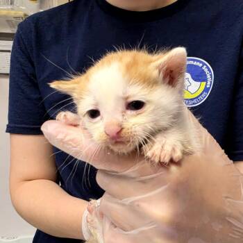 Ian -  Domestic Short Hair Cat for Adoption in Newark, New Jersey - Ian | PetCurious