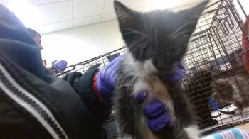 DOLL -  Domestic Medium Hair Cat for Adoption in Doral, Florida - DOLL | PetCurious