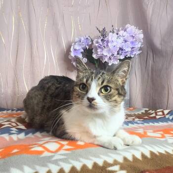 Maggy -  Domestic Short Hair Cat for Adoption in Long Beach, Mississippi - Maggy | PetCurious