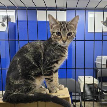 Rosebud -  Domestic Short Hair Cat for Adoption in Los Angeles, California - Rosebud | PetCurious