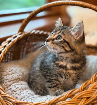 Eliza -  Domestic Short Hair Cat for Adoption in Columbia, Illinois - Eliza | PetCurious