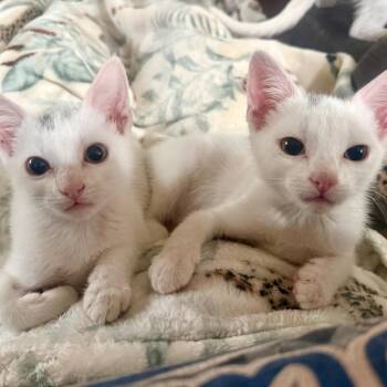 Mao Mao -  Domestic Short Hair Cat for Adoption in Redmond, Washington - Mao Mao | PetCurious