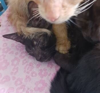 Rescue Domestic Short Hair Cats for Adoption in West Memphis, Arkansas - River | PetCurious