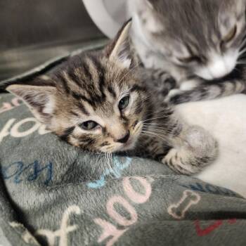 Domestic Short Hair Cats Available for Adoption in Evensville, Tennessee - Winston | PetCurious