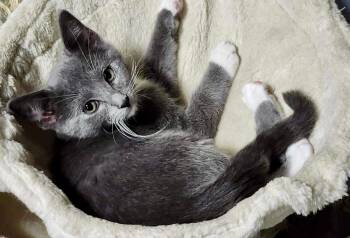 Raine -  Domestic Short Hair Cat for Adoption in Topeka, Kansas - Raine | PetCurious