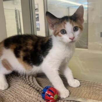 Liberty (ID 52074) -  Domestic Short Hair Cat for Adoption in Manassas, Virginia - Liberty (ID 52074) | PetCurious