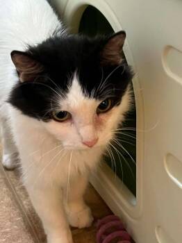 Cowgirl -  Domestic Long Hair Cat for Adoption in Taycheedah, Wisconsin - Cowgirl | PetCurious
