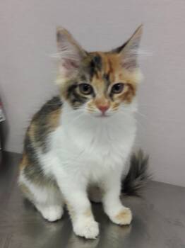 Junebug -  Domestic Short Hair Cat for Adoption in Mesquite, Nevada - Junebug | PetCurious