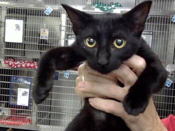 A187846 -  Domestic Short Hair Cat for Adoption in Pasadena, Texas - A187846 | PetCurious