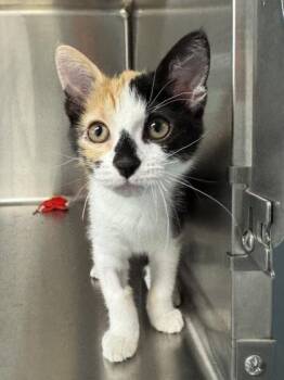 Domestic Short Hair Cats Available for Adoption in Orland Hills, Illinois - Elli | PetCurious
