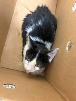Chancho -  Domestic Short Hair Cat for Adoption in Westland, Michigan - Chancho | PetCurious