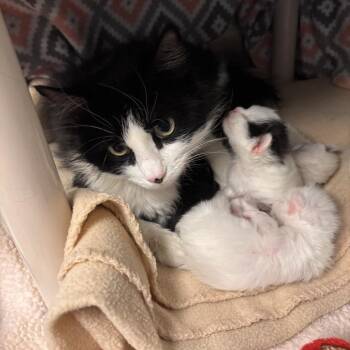 Domestic Medium Hair Cats Available for Adoption in Kanab, Utah - Medallion | PetCurious