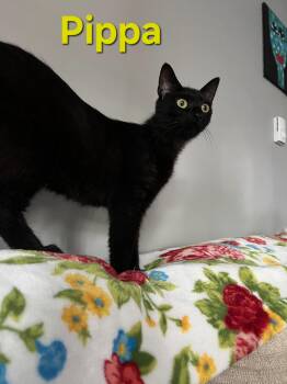 Pippa -  Domestic Short Hair Cat for Adoption in Brighton, Michigan - Pippa | PetCurious
