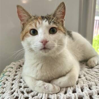 Domestic Short Hair Cats Available for Adoption in Peachtree City, Georgia - Theatre | PetCurious