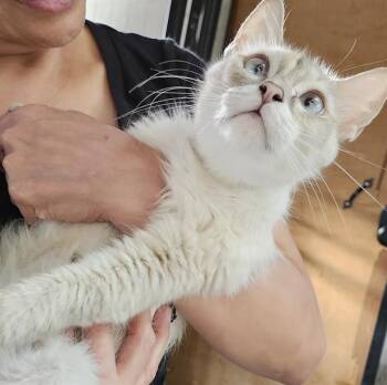 DELILAH -  Domestic Medium Hair Cat for Adoption in San Antonio, Texas - DELILAH | PetCurious