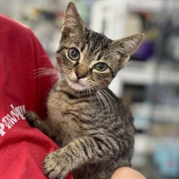 Kitten Marley -  Domestic Short Hair Cat for Adoption in Miami, Florida - Kitten Marley | PetCurious