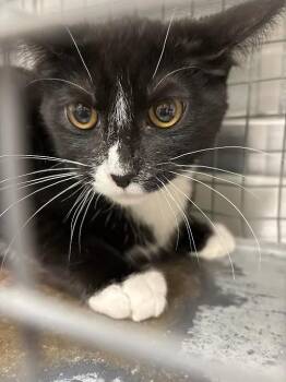 MAC -  Domestic Short Hair Cat for Adoption in Las Vegas, Nevada - MAC | PetCurious