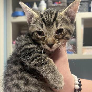 Alexi -  Domestic Short Hair Cat for Adoption in Chattanooga, Tennessee - Alexi | PetCurious