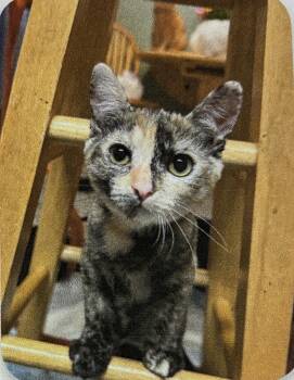 Rescue Domestic Short Hair and Tortoiseshell Cats for Adoption in San Francisco, California - Shelly | PetCurious