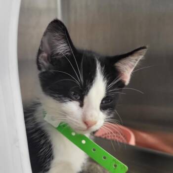 Tux -  Domestic Short Hair Cat for Adoption in Fort Wayne, Indiana - Tux | PetCurious