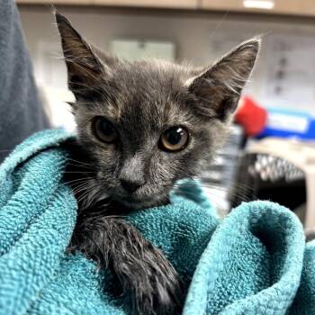 KiKi -  Domestic Short Hair Cat for Adoption in Cleveland, Mississippi - KiKi | PetCurious