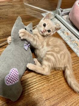 Paddy -  Domestic Short Hair Cat Available for Adoption in Mt. Juliet, Tennessee - Paddy | PetCurious