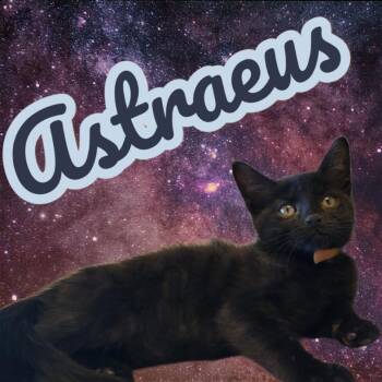Domestic Short Hair Cats Available for Adoption - Astraeus (Midnight Mews) PRE- ADOPTION | PetCurious