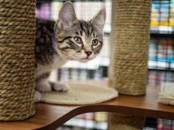 Rescue Domestic Short Hair Cats for Adoption in Calgary, Alberta - Shortbread | PetCurious