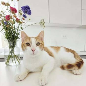 Curly -  Domestic Short Hair Cat for Adoption in Santa Fe, Texas - Curly | PetCurious