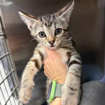 0508-C26 -  Domestic Short Hair Cat for Adoption in Port Charlotte, Florida - 0508-C26 | PetCurious