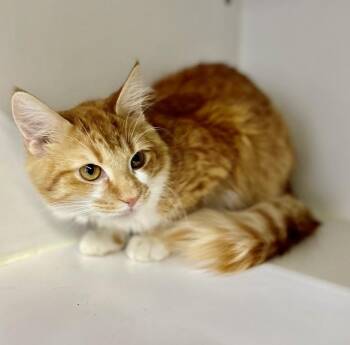 Domestic Medium Hair Cats Available for Adoption in Rochester, Indiana - Leo ~ I Need To Be Your One And Only Pet Please! | PetCurious