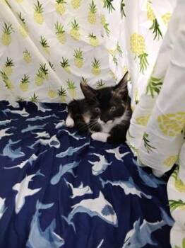 Siete -  Domestic Short Hair Cat for Adoption in Gainesville, Florida - Siete | PetCurious