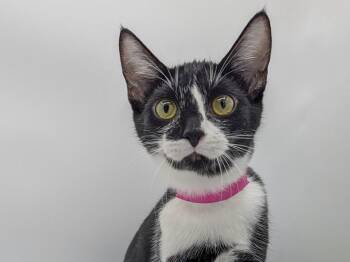 Vita -  Domestic Short Hair Cat for Adoption in Powell, Ohio - Vita | PetCurious