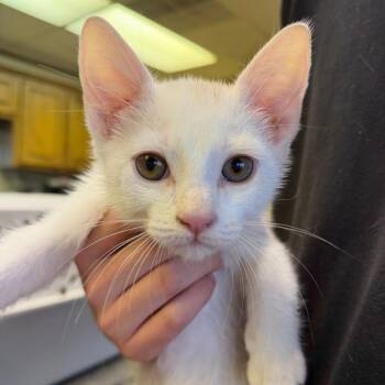 Wally F-21624 -  Domestic Short Hair Cat for Adoption in Oklahoma City, Oklahoma - Wally F-21624 | PetCurious