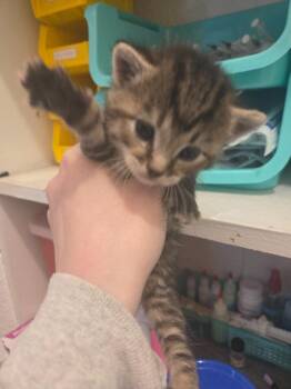 Lafayette -  Domestic Short Hair Cat for Adoption in Johnson City, Tennessee - Lafayette | PetCurious