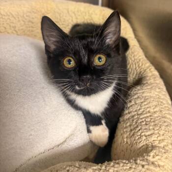 Sock Hop -  Domestic Short Hair Cat for Adoption in Harrisonburg, Virginia - Sock Hop | PetCurious