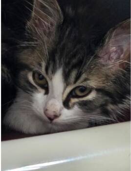 Pebbles -  Domestic Medium Hair Cat for Adoption in Marshall, North Carolina - Pebbles | PetCurious