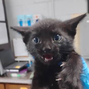 Wombat -  Domestic Medium Hair Cat Available for Adoption in Summerville, South Carolina - Wombat | PetCurious