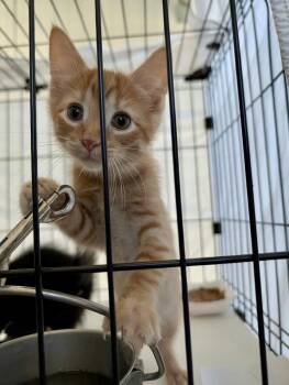 Tangelo -  Domestic Short Hair Cat for Adoption in Detroit Lakes, Minnesota - Tangelo | PetCurious