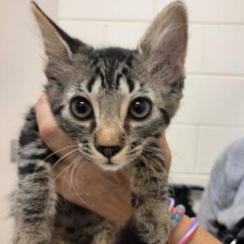 SCFL-Stray-66543_2 -  Domestic Short Hair Cat for Adoption in Lake Panasoffkee, Florida - SCFL-Stray-66543_2 | PetCurious