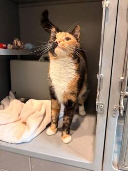 Domestic Short Hair Cats Available for Adoption in Leesburg, Virginia - JUNO | PetCurious