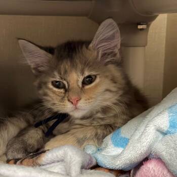 Squonk -  Domestic Long Hair Cat for Adoption in Mentor, Ohio - Squonk | PetCurious