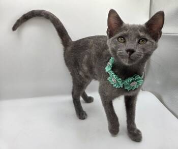 Wren -  Domestic Short Hair and Dilute Tortoiseshell Cat for Adoption in Mobile, Alabama - Wren | PetCurious